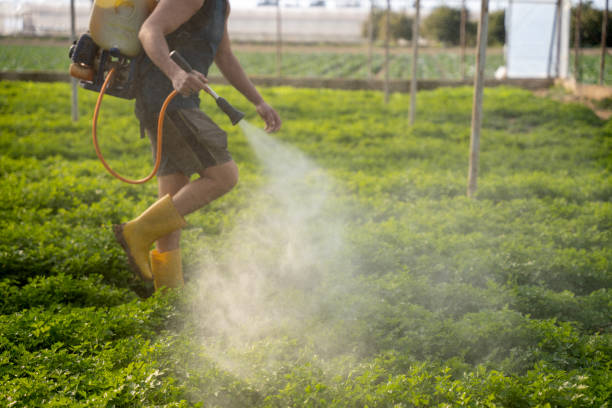 Best Ant Control Services  in Caledonia, MN