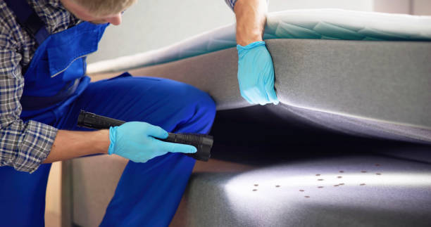 Best Wasp Removal Services  in Caledonia, MN